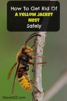 How To Get Rid Of A Yellow Jacket Nest Safely - iSaveA2Z.com