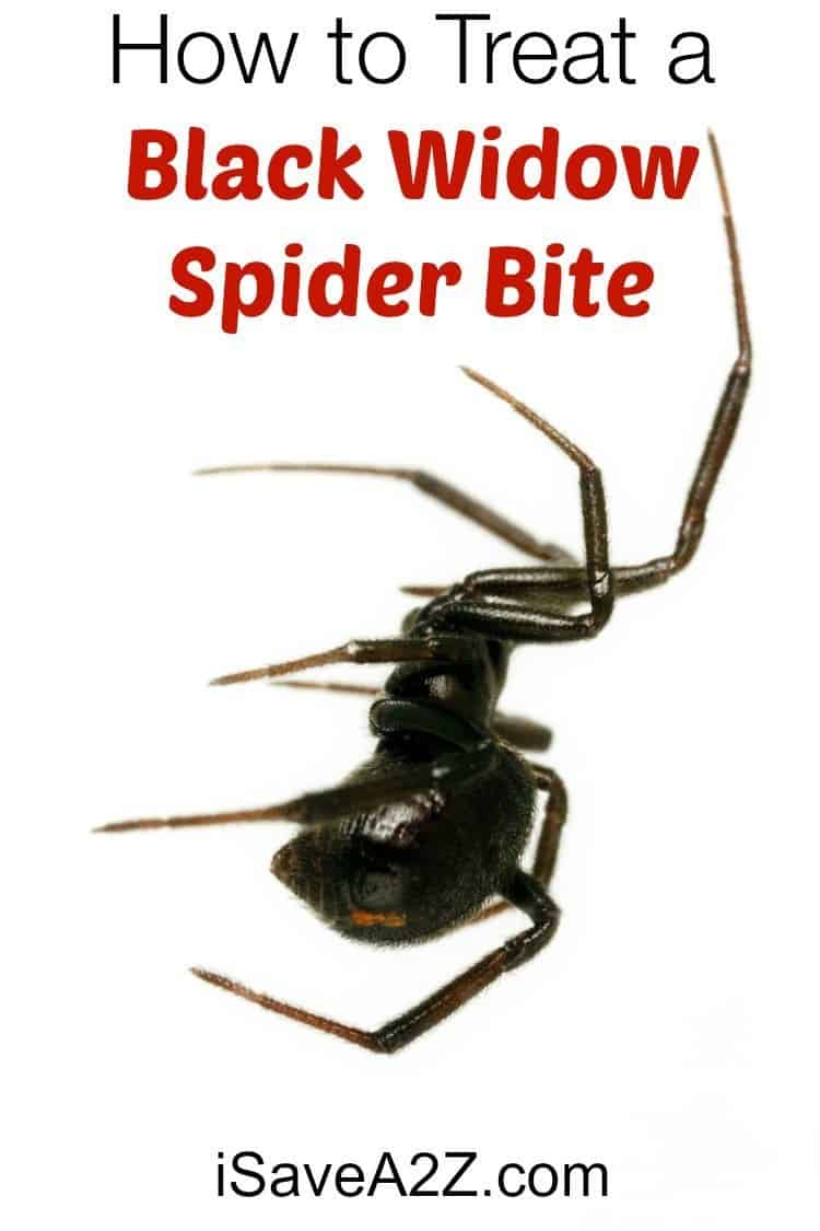 How to Treat a Black Widow Spider Bite - iSaveA2Z.com