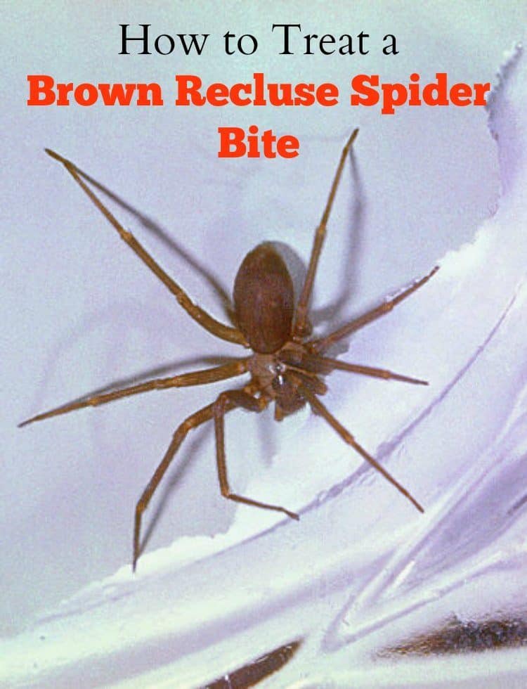 fresh brown recluse bite