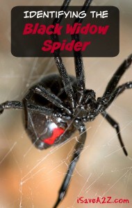 Identifying the Black Widow Spider - Country Living Tips - iSaveA2Z.com