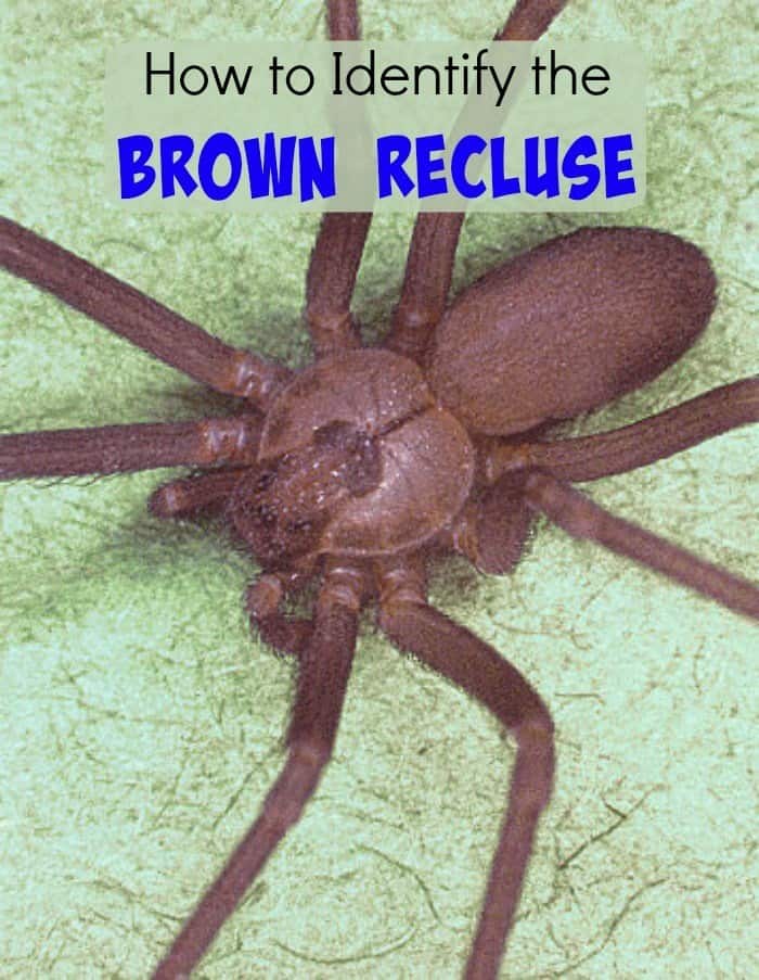 how to identify brown recluse spiders