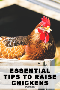 Essential Tips to Raise Chickens: A Comprehensive Guide - iSaveA2Z.com