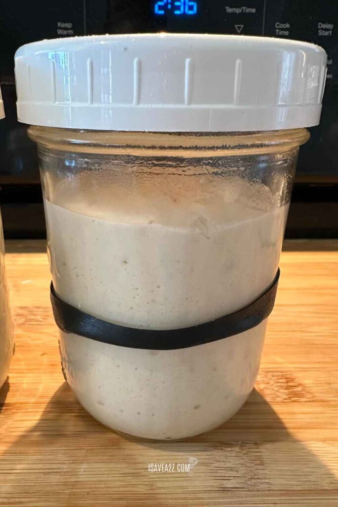 sourdough starter